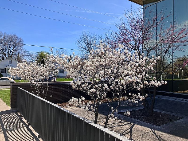 Serviceberry