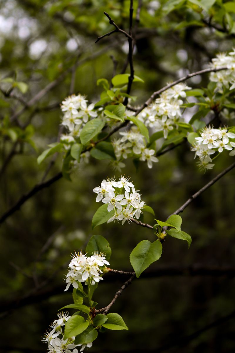 Serviceberry (Amelanchier Arborea) Serviceberry (Amelanchier Arborea)