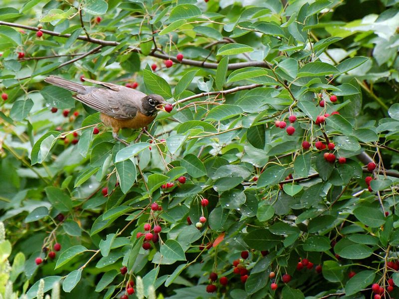 Serviceberry Brings Early Fruit For Robins