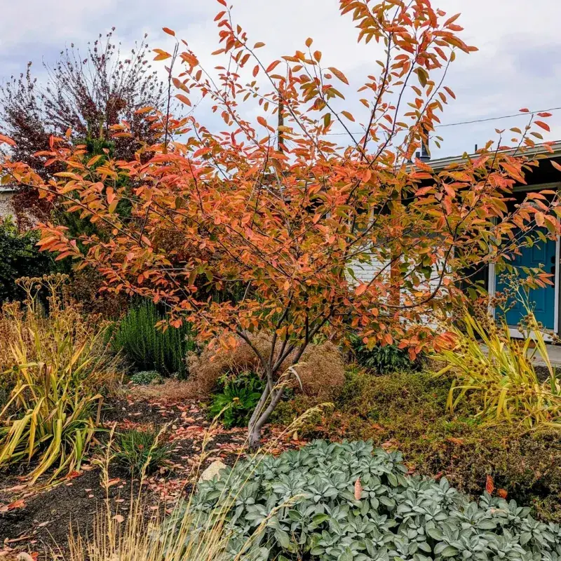 Serviceberry Creates Interest Across Several Seasons Serviceberry Creates Interest Across Several Seasons