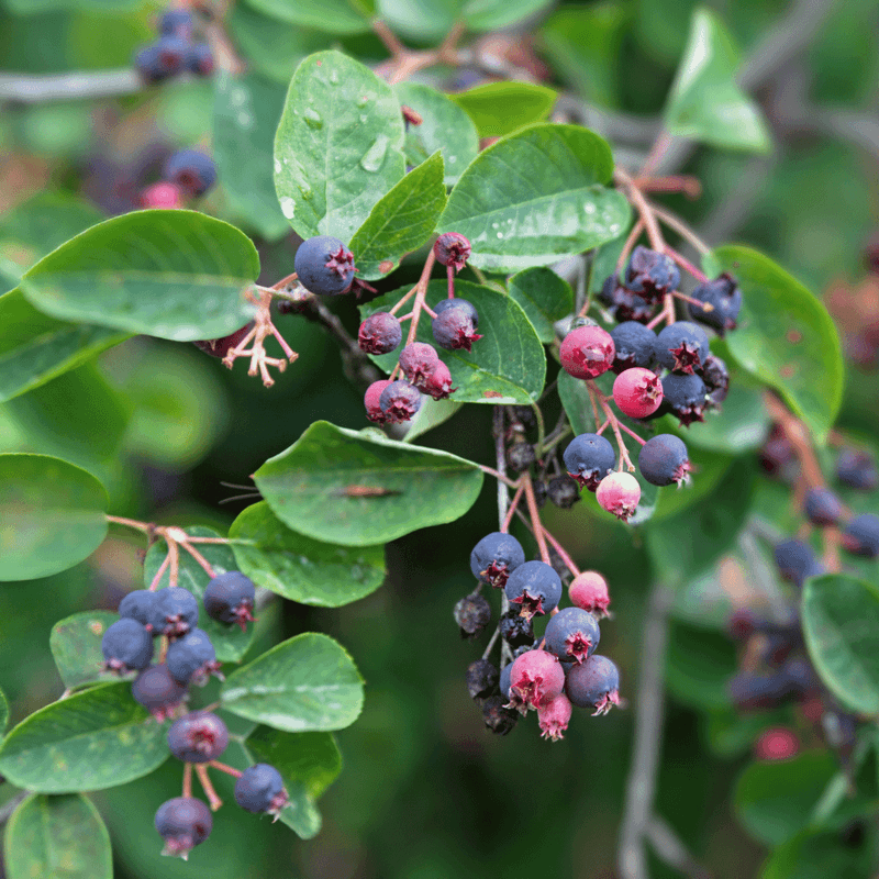 Serviceberry Feeds The Birds Before Summer
