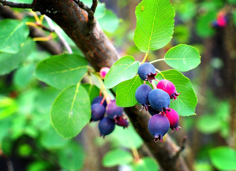 Serviceberry Gives You Flowers, Berries, And Fall Fire Serviceberry Gives You Flowers, Berries, And Fall Fire