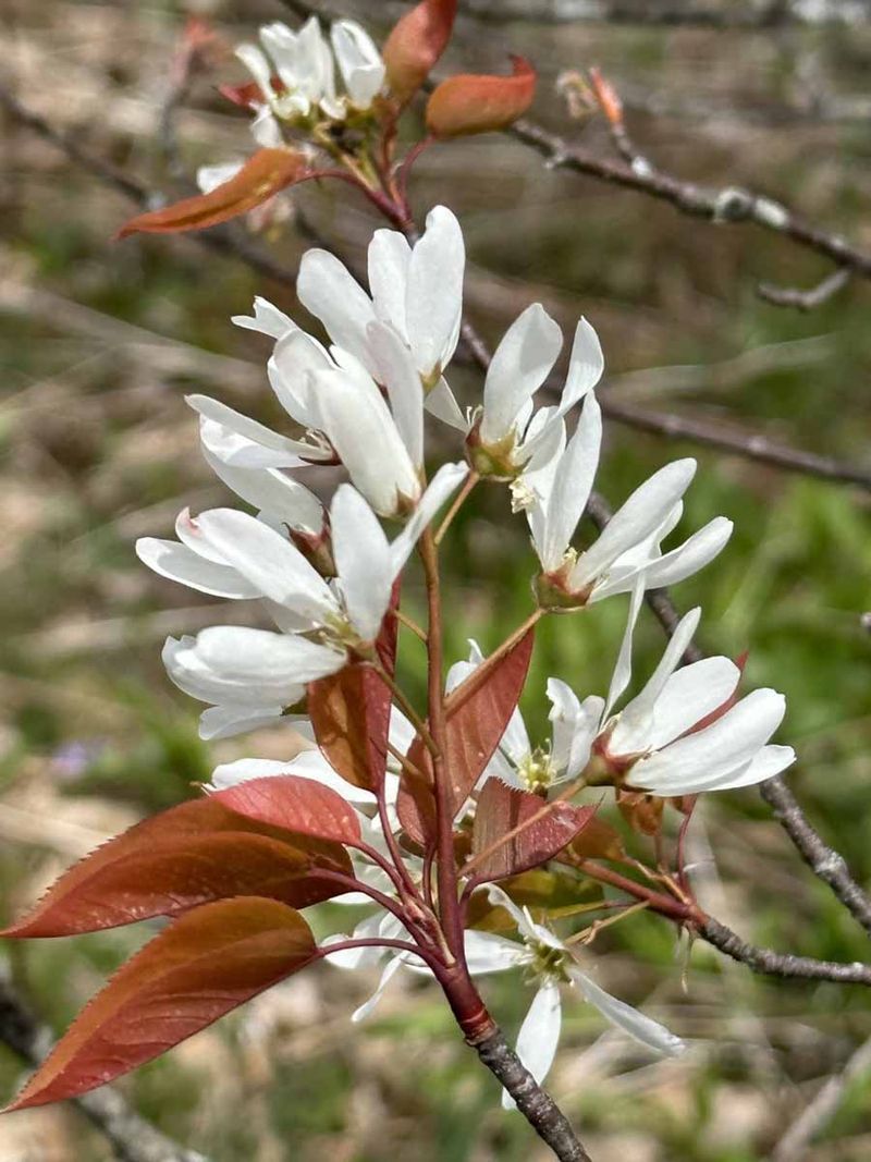 Serviceberry Supports Michigan Wildlife Serviceberry Supports Michigan Wildlife