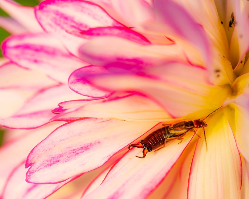 Set Damp Newspaper Traps Near Damaged Flowers