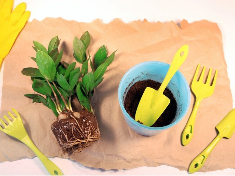 Set The Plant At The Same Depth