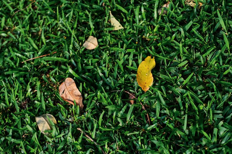 Setting Your Lawn Up For A Strong Fall Recovery