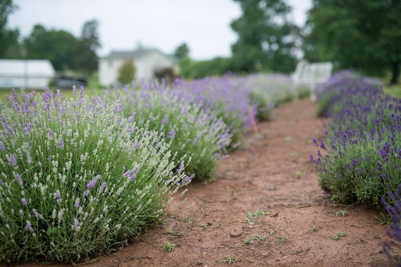 Seven Oaks Lavender Farm