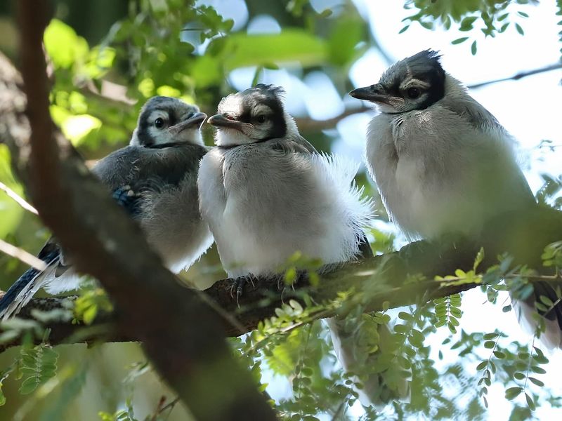 Several Jays May Be A Family With Recently Fledged Young