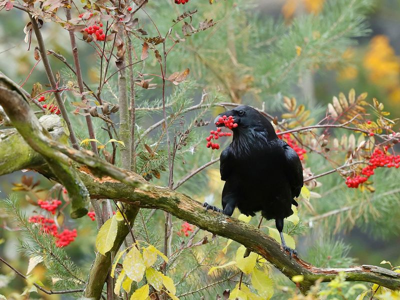 Several Ravens May Indicate A Productive Feeding Area