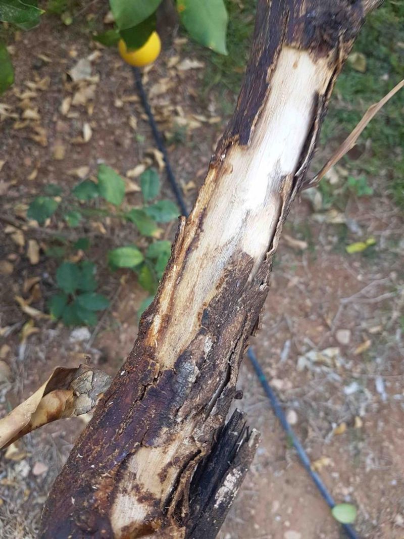 Severe Sunburn Can Permanently Damage Bark