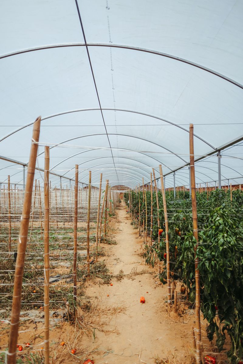 Shade Cloth Buys Back A Few Critical Degrees