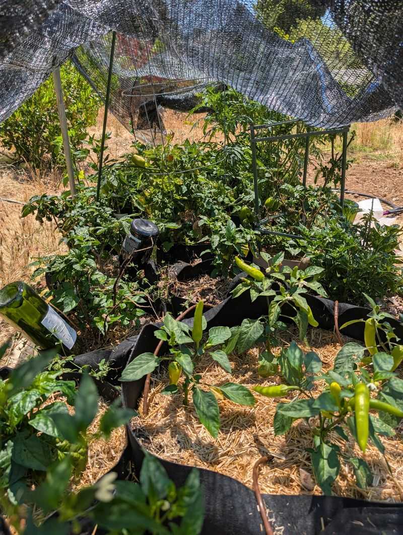Shade Cloth Helps During Hot Spells Shade Cloth Helps During Hot Spells