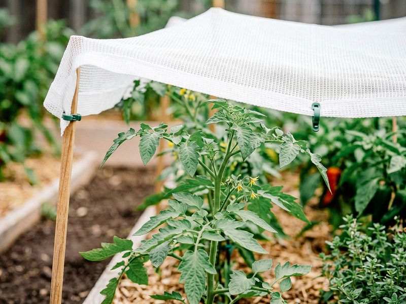 Shade Cloth Protects Young Tomato Plants Shade Cloth Protects Young Tomato Plants