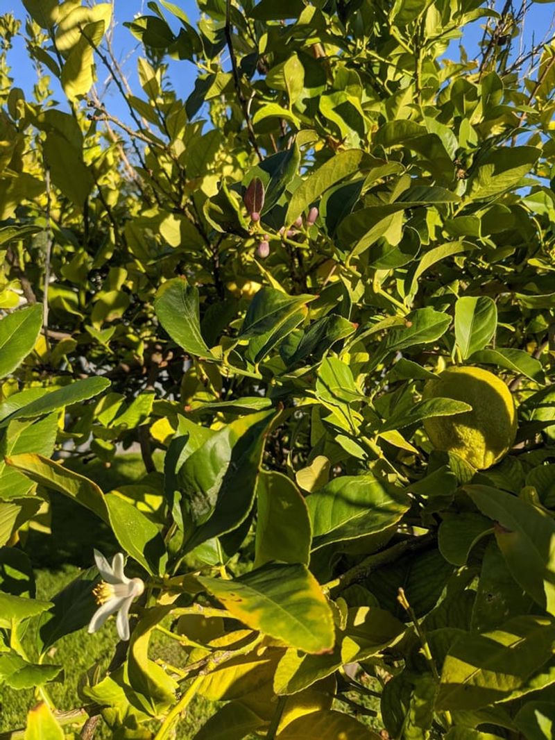 Shade Cuts Fruit Energy Shade Cuts Fruit Energy