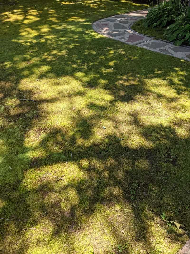 Shade Is Reducing Soil Drying And Plant Competition