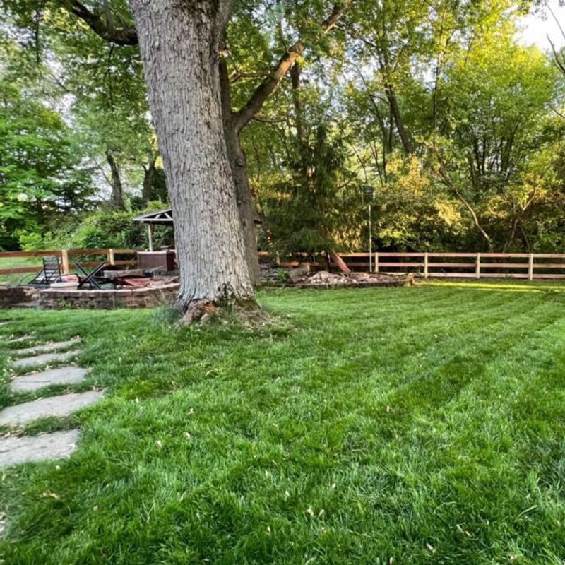 Shade Lawns Need More Frequent Touch-Ups