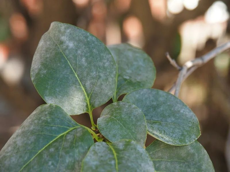 Shade Makes Mildew Pressure Worse Shade Makes Mildew Pressure Worse