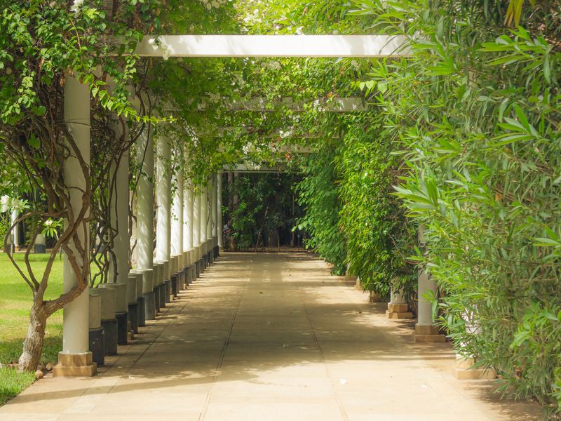 Shade Plants During Peak Heat Shade Plants During Peak Heat