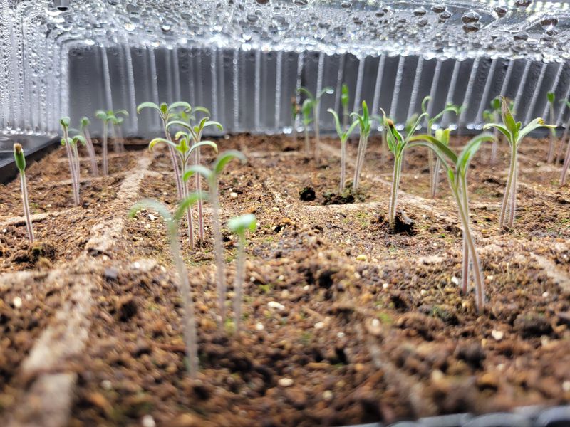 Shade Seedlings During Heat Shade Seedlings During Heat