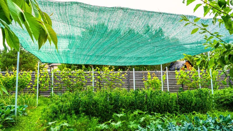 Shade Tender Crops