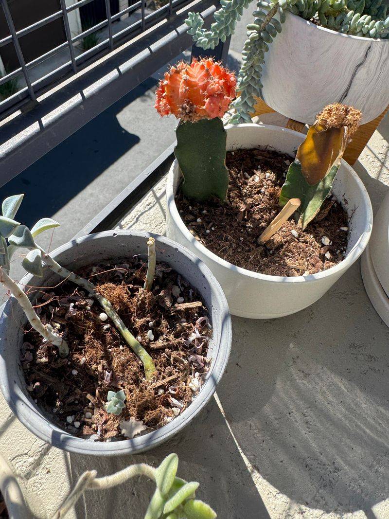 Shade The Pot Not The Plant Shade The Pot Not The Plant