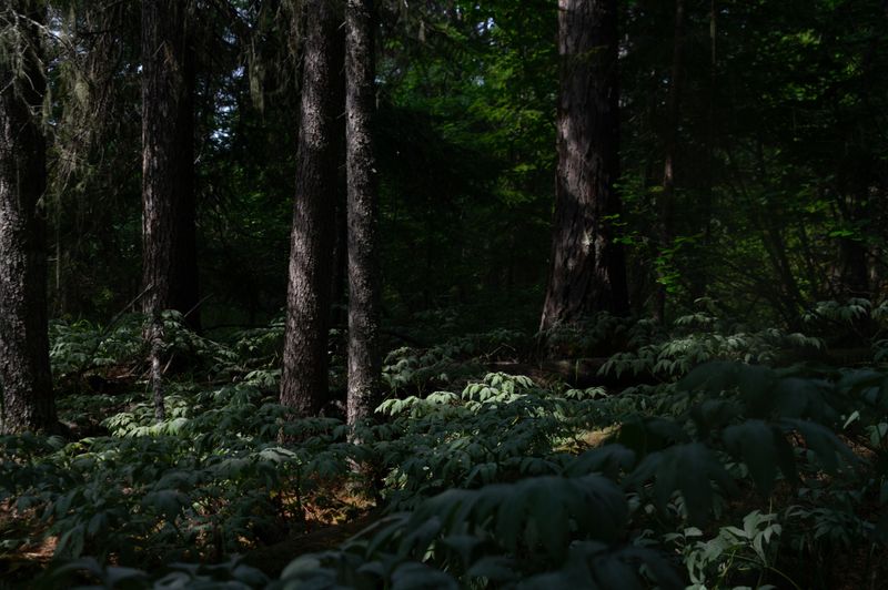Shaded Areas Beneath Dense Shrubs