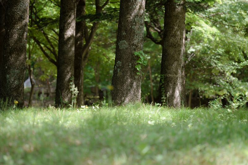 Shaded Spots Beneath Trees And Shrubs