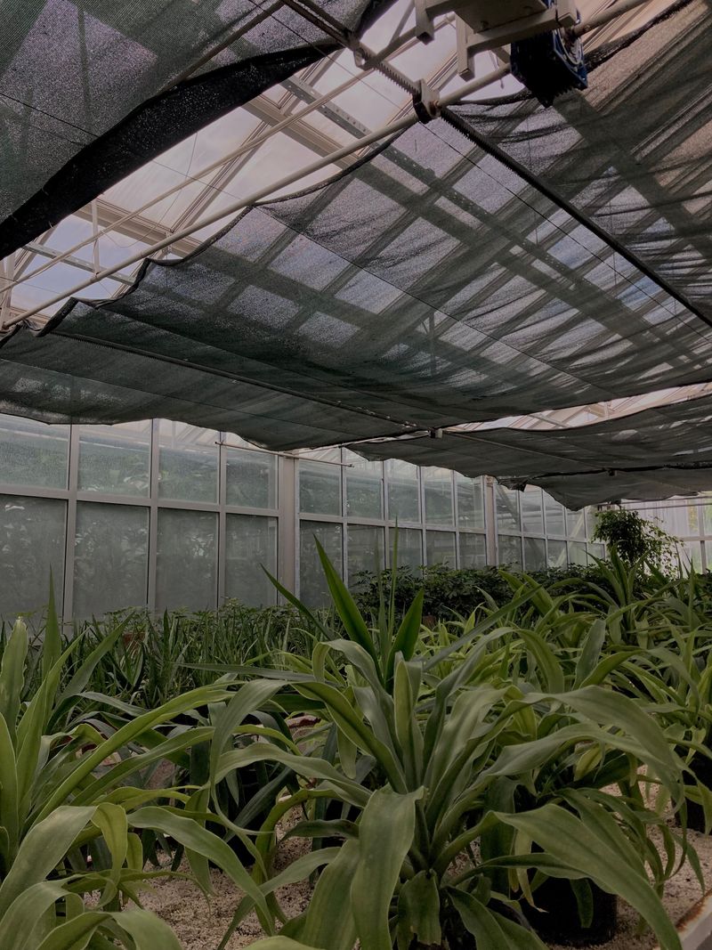 Shading Protects Tender Plants Shading Protects Tender Plants
