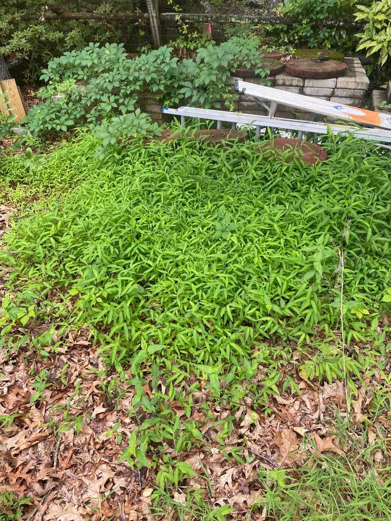 Shady Beds And Woodland Edges Offer Prime Growing Ground