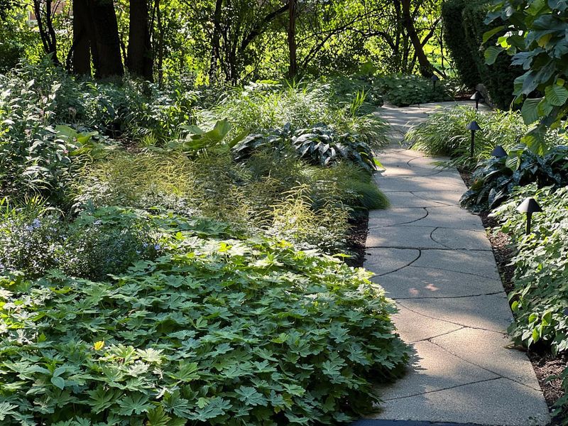 Shady Gardens Can Resemble Natural Woodland Conditions