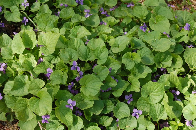 Shady Lawns Often Suit Violets