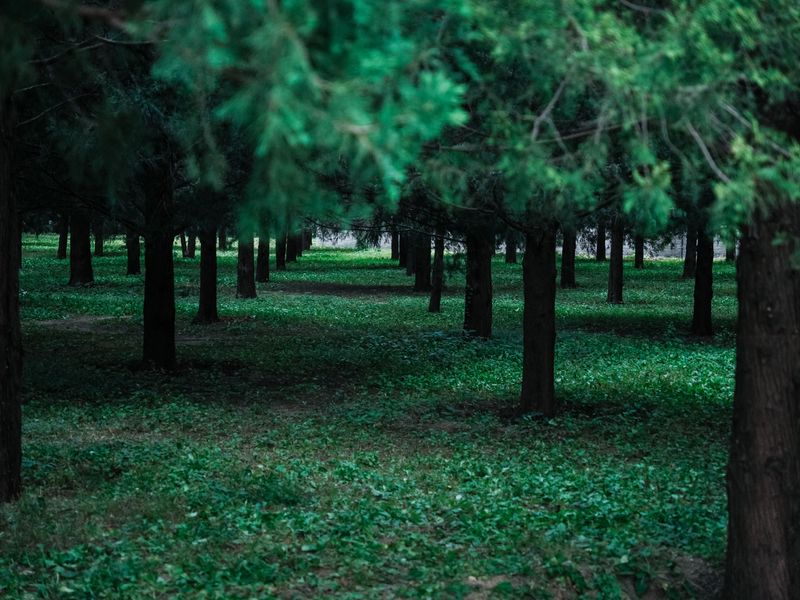 Shady Spots Beneath Trees