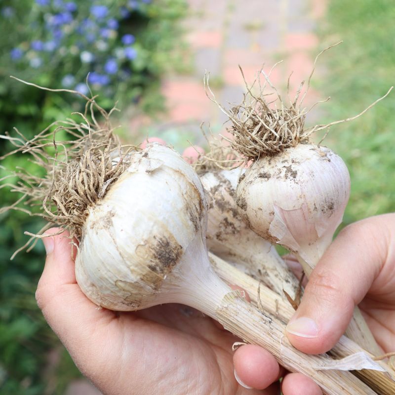 Shake Off Loose Dirt Instead Of Washing Bulbs Shake Off Loose Dirt Instead Of Washing Bulbs