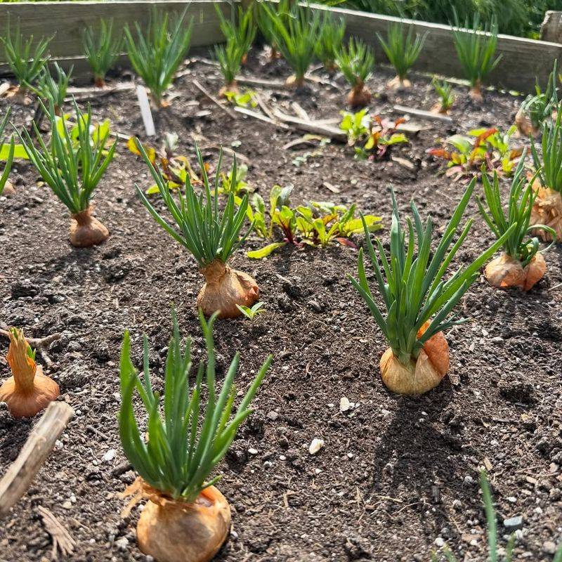 Shallot Sets Grow Well In Warm Soil