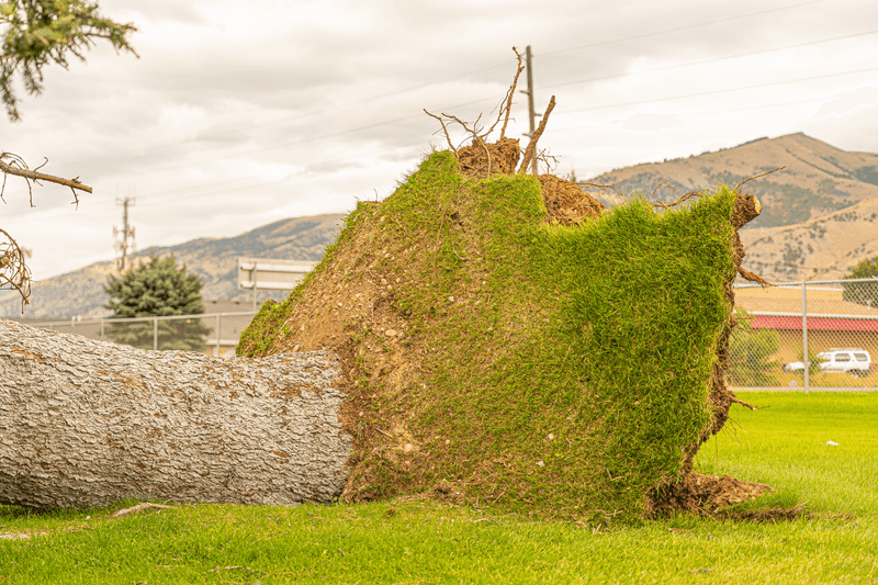 Shallow Root Systems Are A Common Culprit In Missouri Storms