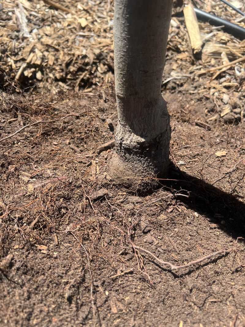 Shallow Roots Make Plants Depend On Surface Moisture