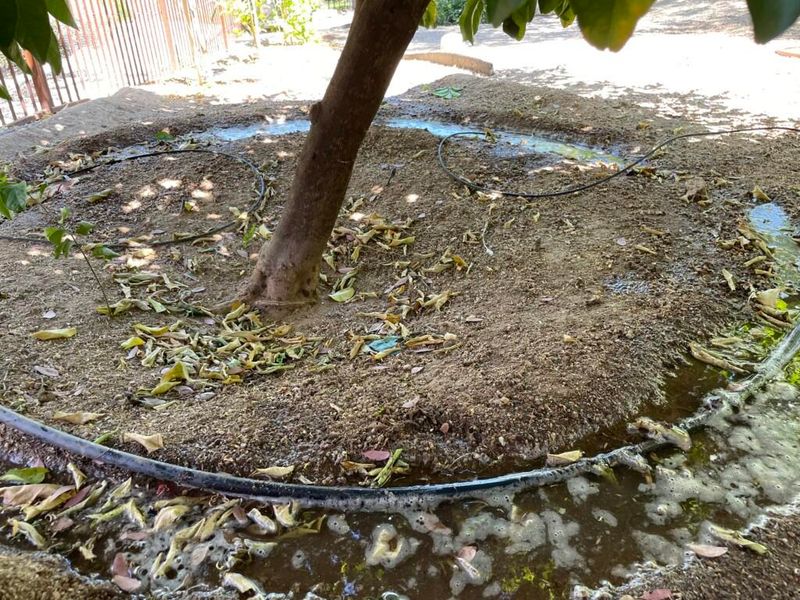 Shallow Sprinkling Leaves Trees Vulnerable Shallow Sprinkling Leaves Trees Vulnerable