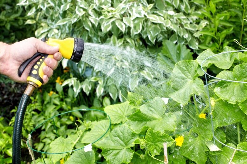 Shallow Sprinkling That Misses The Root Zone Shallow Sprinkling That Misses The Root Zone
