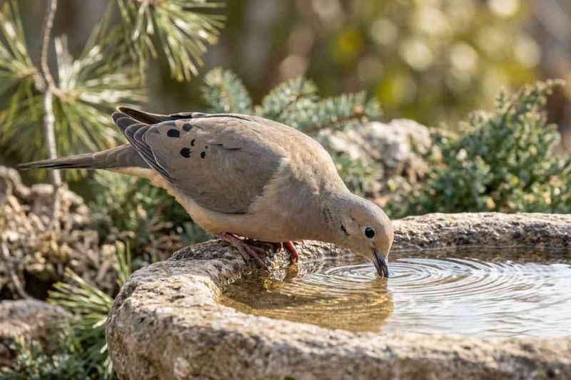 Shallow Water Can Keep Them Nearby Shallow Water Can Keep Them Nearby