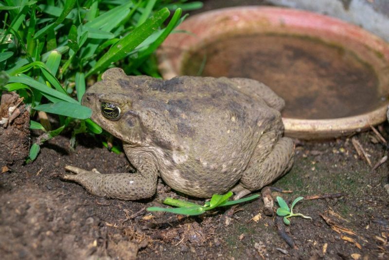 Shallow Water Gives Toads A Safe Place To Drink