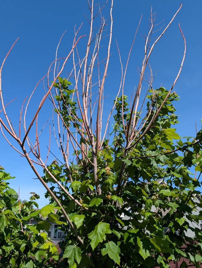 Shallow Water Keeps Roots Near Heat Shallow Water Keeps Roots Near Heat
