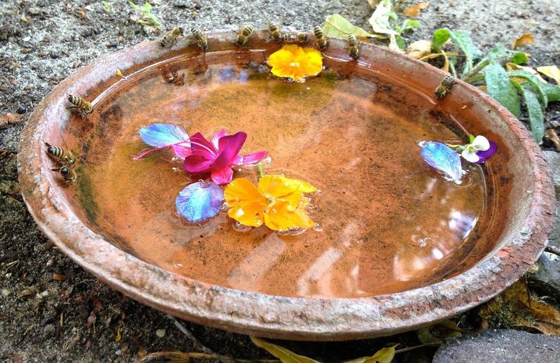 Shallow Water Sources Can Help Bees And Other Wildlife Shallow Water Sources Can Help Bees And Other Wildlife
