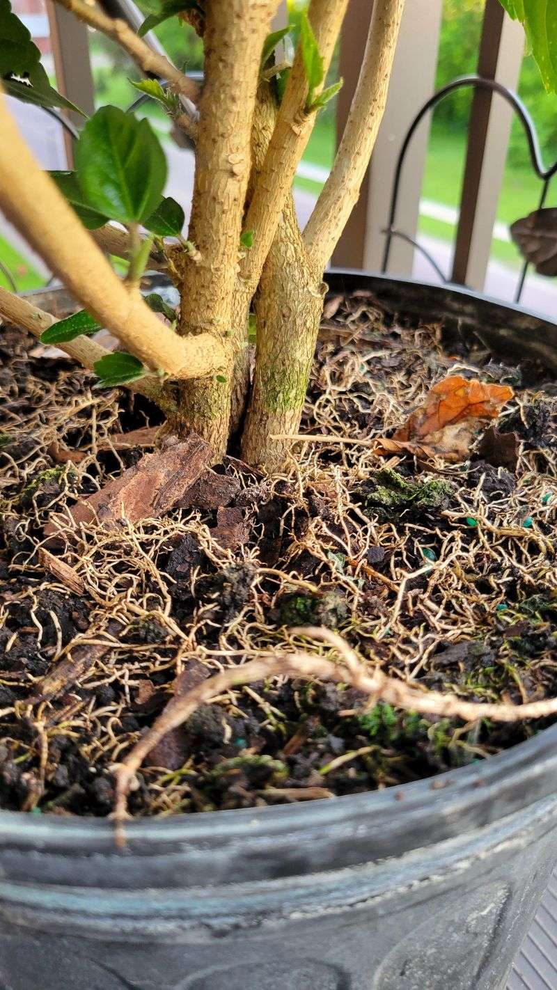 Shallow Watering Habits Leave Roots Weak And Exposed