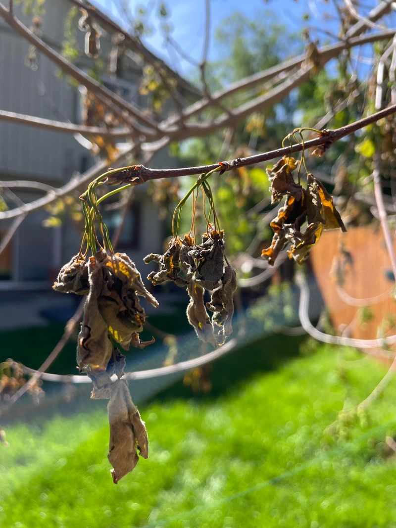 Shallow Watering Leaves Roots Vulnerable During Extreme Heat
