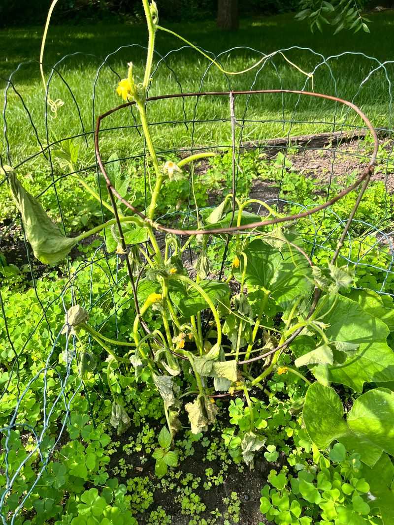 Shallow Watering Stresses Flowering Plants Shallow Watering Stresses Flowering Plants