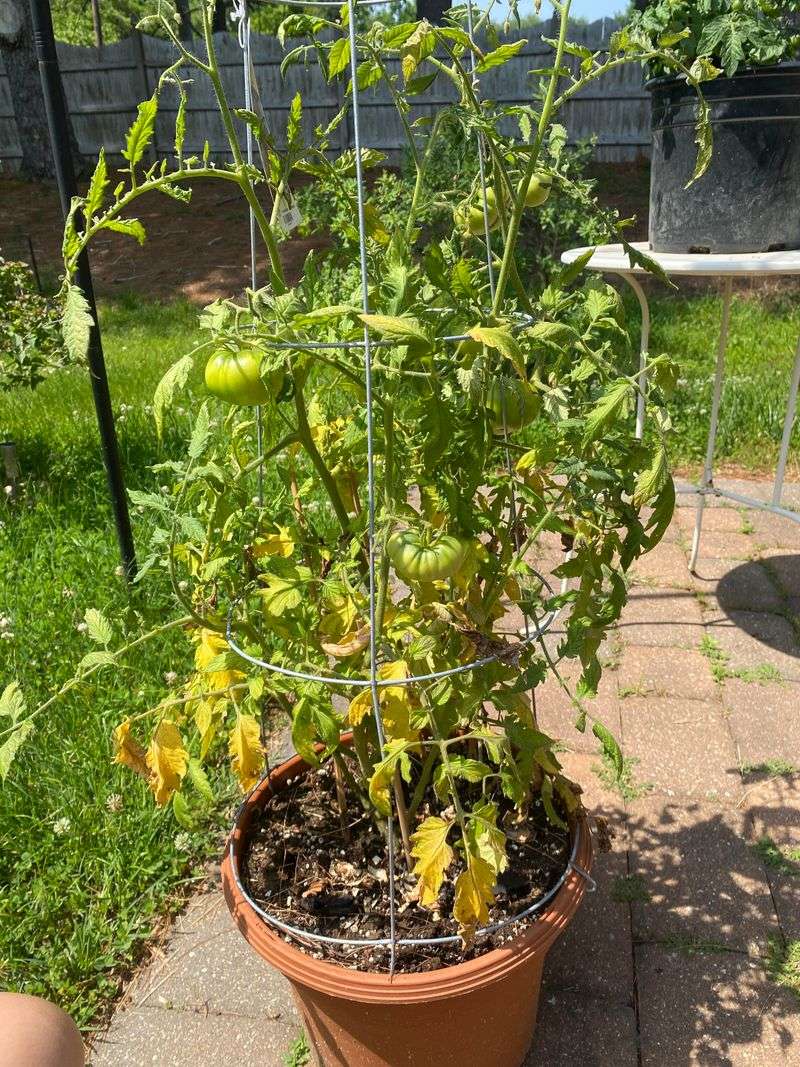 Shallow Watering Stresses The Plant