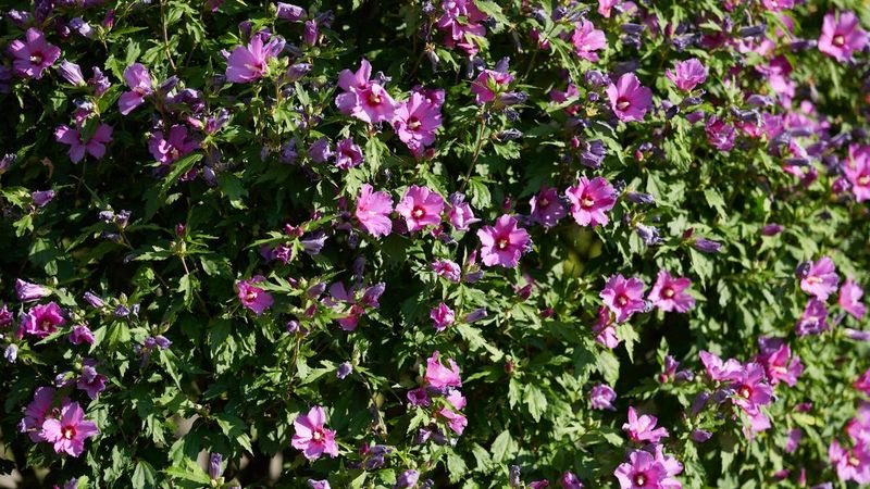 Shape Rose Of Sharon After The Main Bloom Slows Shape Rose Of Sharon After The Main Bloom Slows