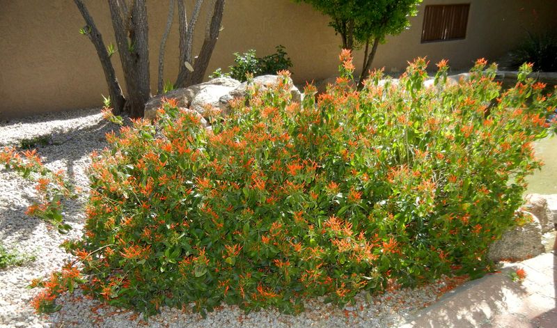 Shape The Plant Without Heavy Cutting