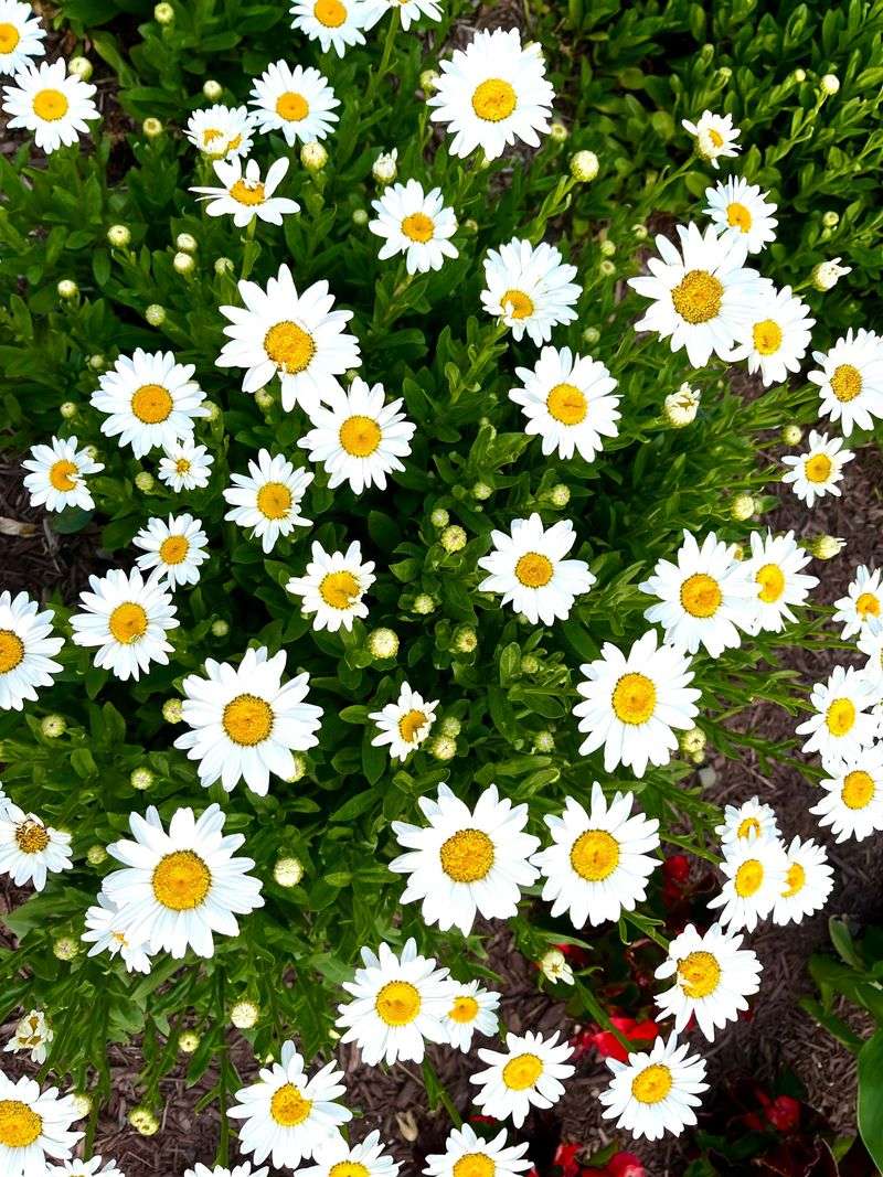 Shasta Daisies