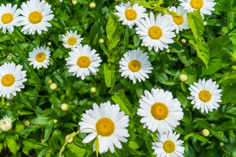 Shasta Daisy Shasta Daisy